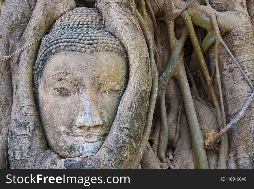 Buddha head is surrounded by trees