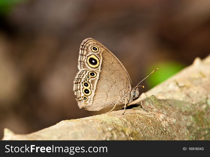 Butterfly in Pang Si-Da National Park, Sakaeo, Thiland