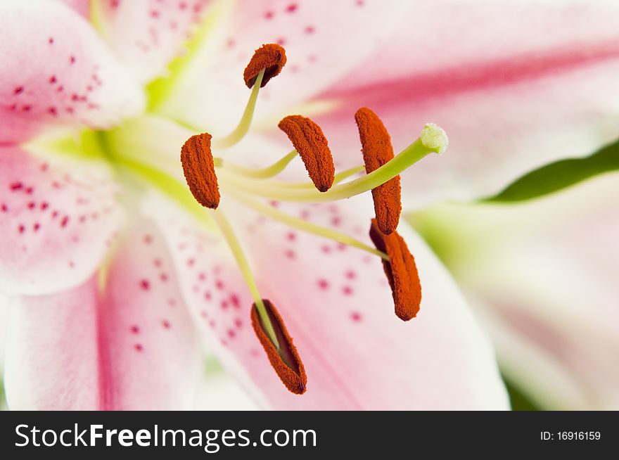 Pink lily in close-up. Pink lily in close-up