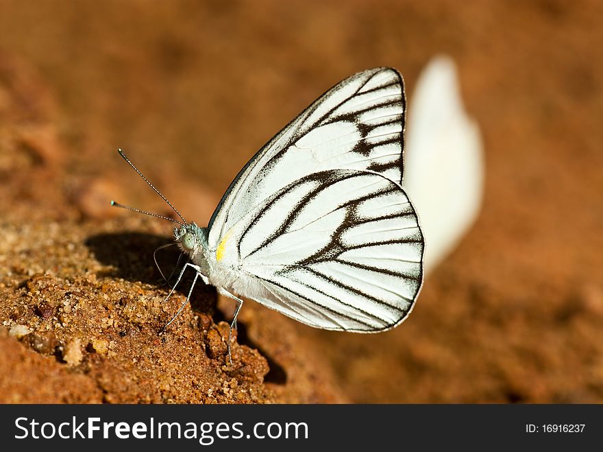 Butterfly in Pang Si-Da National Park, Sakaeo, Thiland