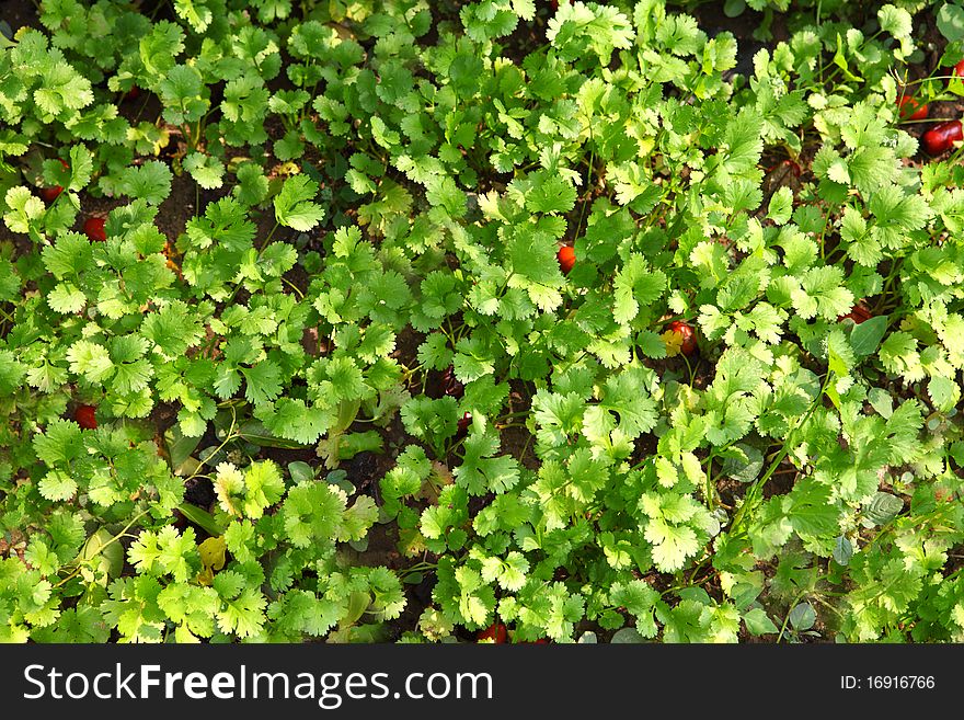 Coriander or Cilantro (herb) tied in a bunch with twine, isolated on white. Coriander or Cilantro (herb) tied in a bunch with twine, isolated on white