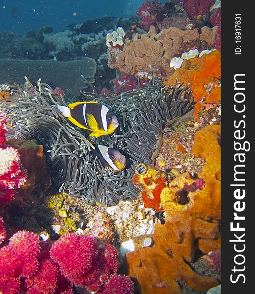 Two Twobar / Twoband Anemone Fish / Damsel Fish / Clownfish swimming close to their anemone. Two Twobar / Twoband Anemone Fish / Damsel Fish / Clownfish swimming close to their anemone
