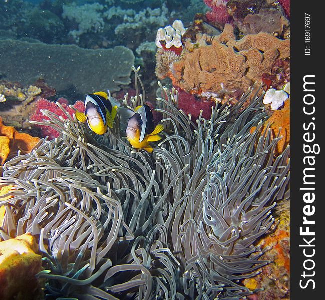 Two Twobar / Twoband Anemone Fish / Damsel Fish / Clownfish swimming close to their anemone. Two Twobar / Twoband Anemone Fish / Damsel Fish / Clownfish swimming close to their anemone