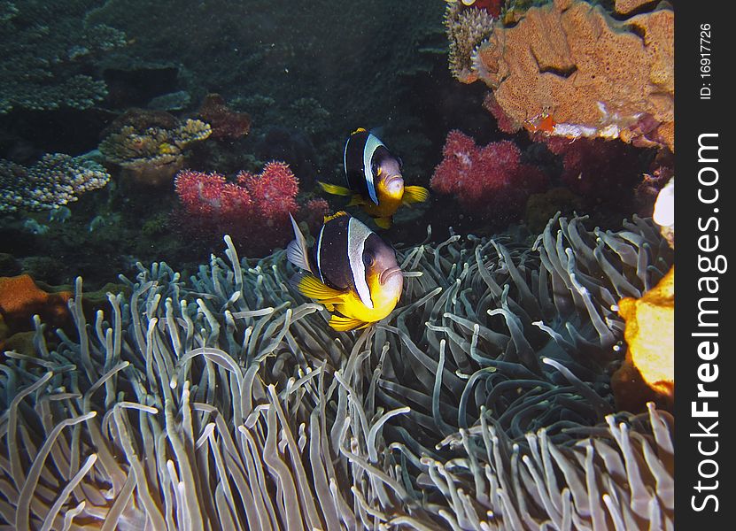 Twobar Anemone Fish