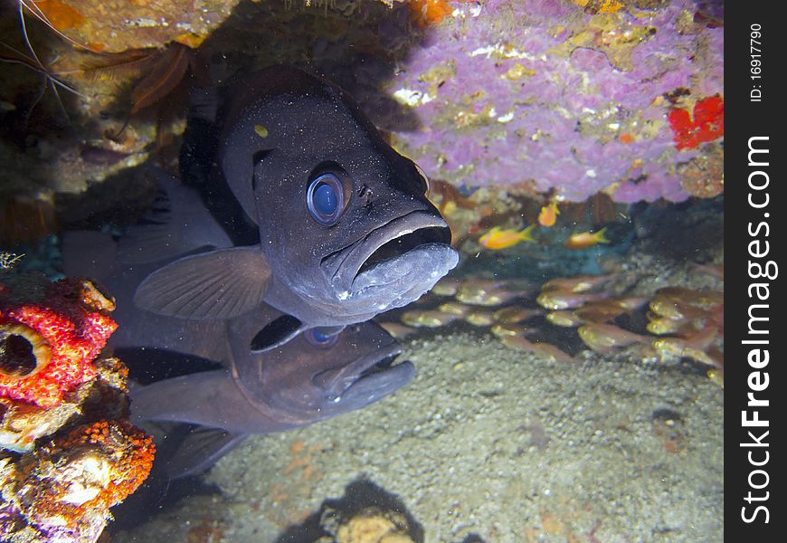 Two cave bass hiding under a coral ledge. Two cave bass hiding under a coral ledge