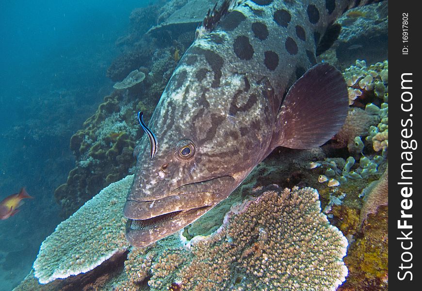 A potato bass being cleaned by a blue striped cleaner wrasse, while hovering over a plate coral