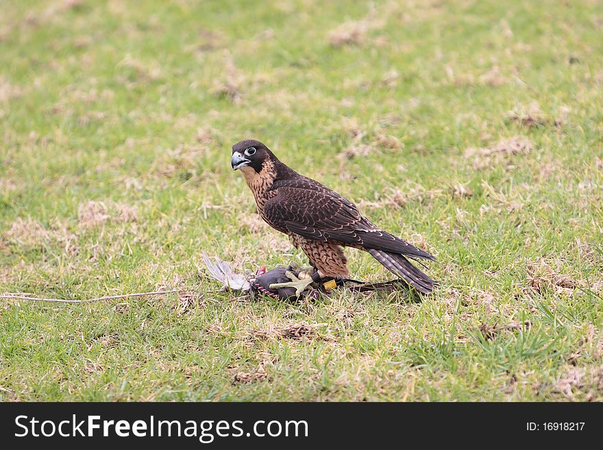 A falcon and its lure