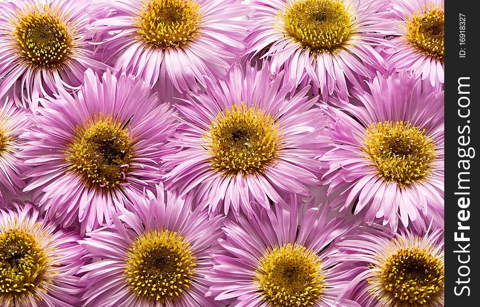 Natural pattern from pink daisies. Flower background.