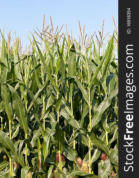 Stalks of Corn Growing in a Field