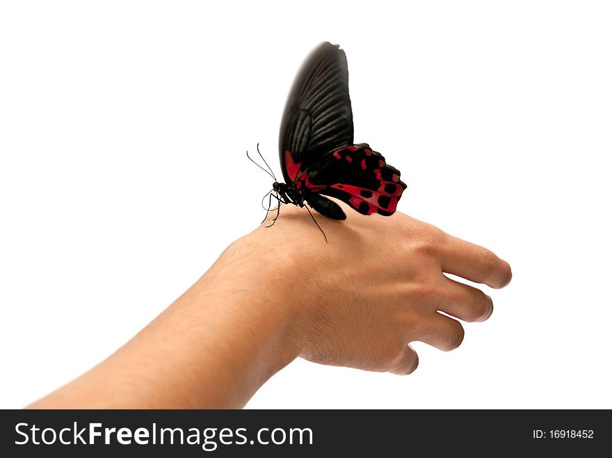 Black and red butterfly on man's hand. In motion