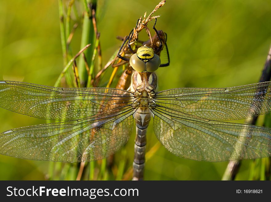 Close-up dragonfly against green grass background