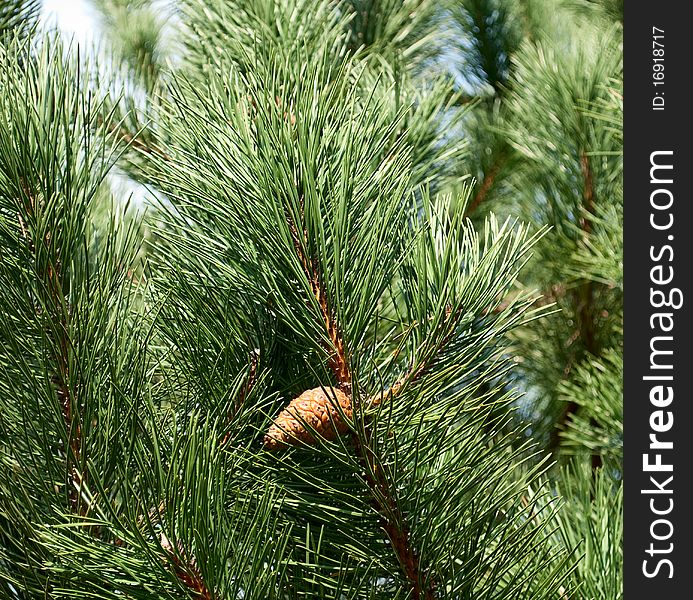 Green background - pine with a pinecone