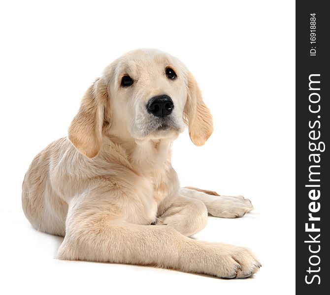 Purebred puppy golden retriever in front of a white background