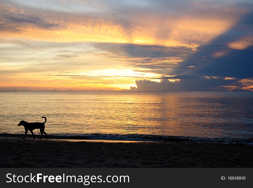 Beach sunraise at Pranburi,Thailand and dog at the beach. Beach sunraise at Pranburi,Thailand and dog at the beach