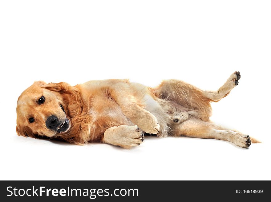 Purebred golden retriever laid down in front of a white background