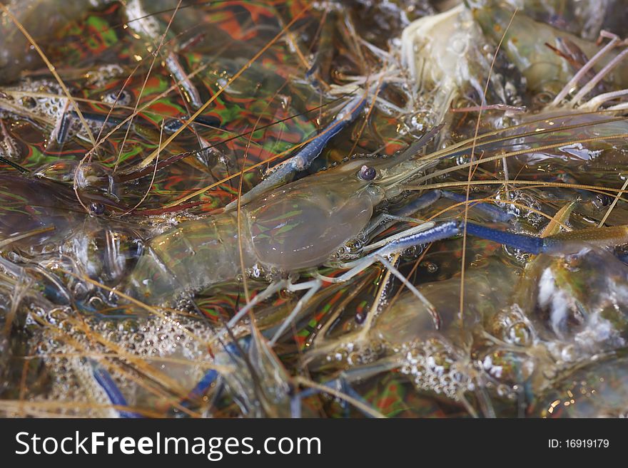 Fresh, living shrimp for gourmet food ingredient. Fresh, living shrimp for gourmet food ingredient