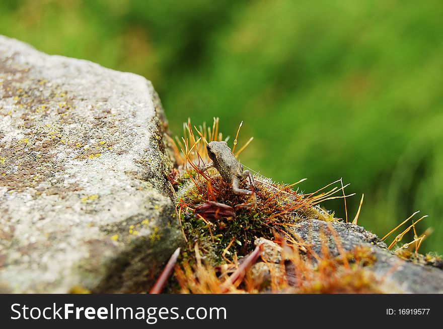 A little frog on the moss-grown stone