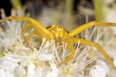 Goldenrod Crab Spider In Agressive Position Stock Photos