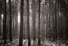 Beautiful Misty Forest Stock Photography Beautiful Misty Forest Stock Photography