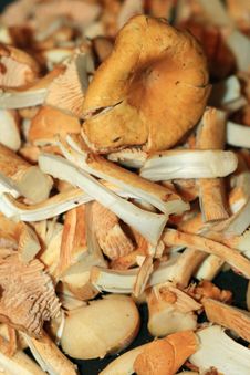 Preparation Of Chanterelles Royalty Free Stock Photo Preparation Of Chanterelles Royalty Free Stock Photo