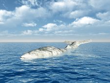A White Whale Royalty Free Stock Images A White Whale Royalty Free Stock Images