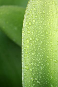 Water Droplets On Leaf 1 Stock Photo