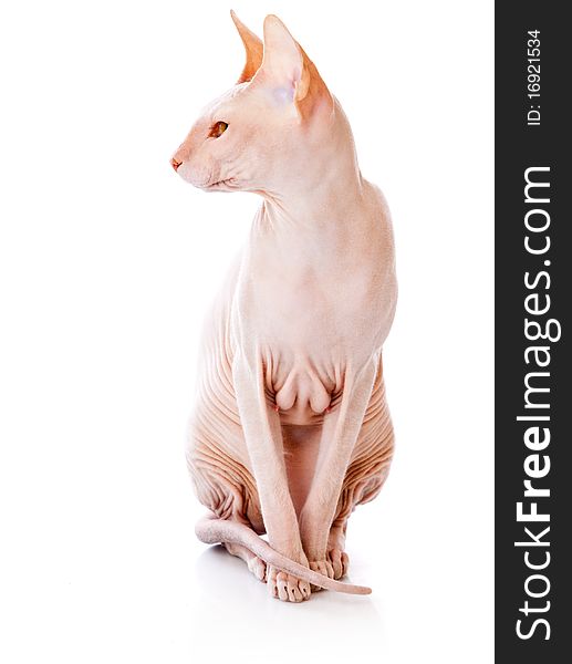 Don Sphinx (DONSPHINX) cat