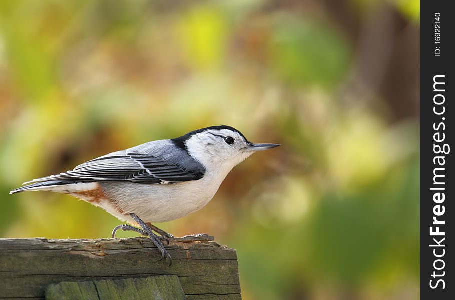 White-breasted Nuthatch, Sitta carolinensis