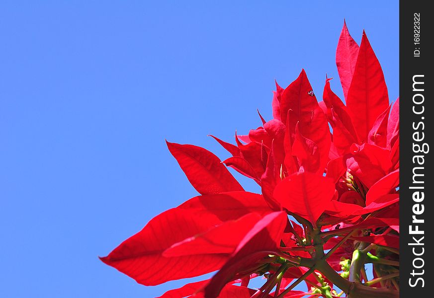 Fresh Poinsettia Isolated On Blue Sky Background