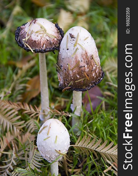 Three Mushrooms under Coniferes in the Grass