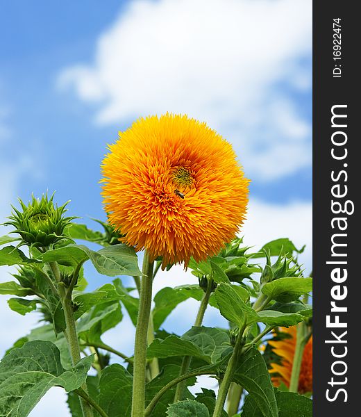 Sunflower and blue Sky - Summer Holidays Concept. Sunflower and blue Sky - Summer Holidays Concept