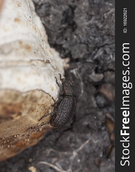 Saproxylic beetle (Bolitophagus reticulatus) living on polypore. Macro photo.