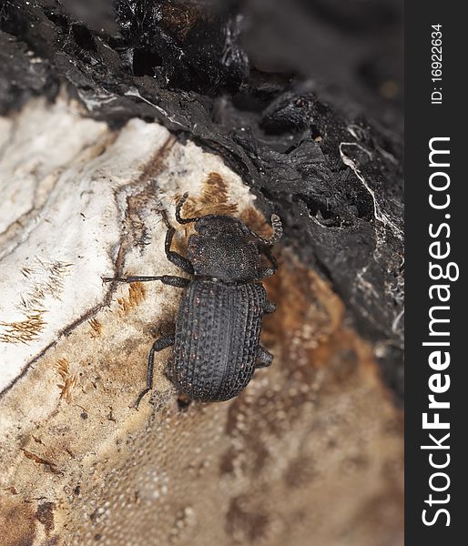 Saproxylic beetle (Bolitophagus reticulatus) living on polypore. Macro photo.