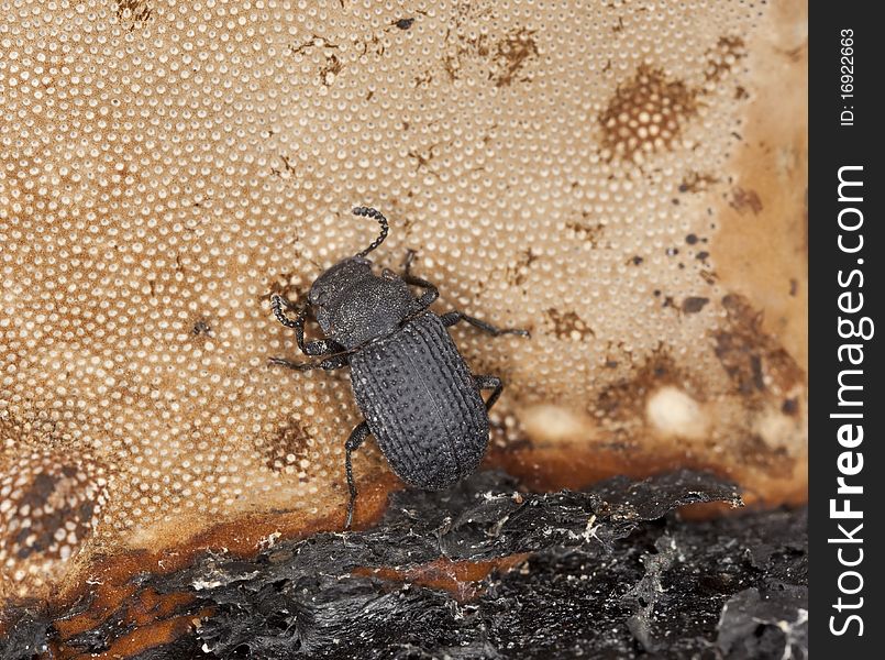 Saproxylic beetle (Bolitophagus reticulatus) living on polypore. Macro photo.
