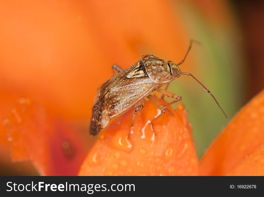 Hemipteron sitting on pot marigold