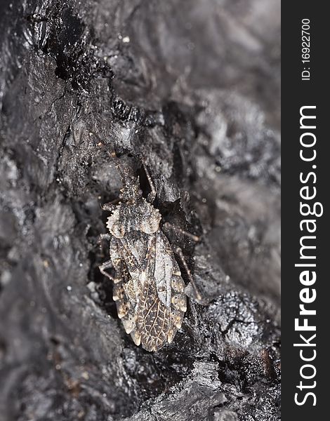 Hemipteron camouflaged on burnt pine tree. Macro photo.