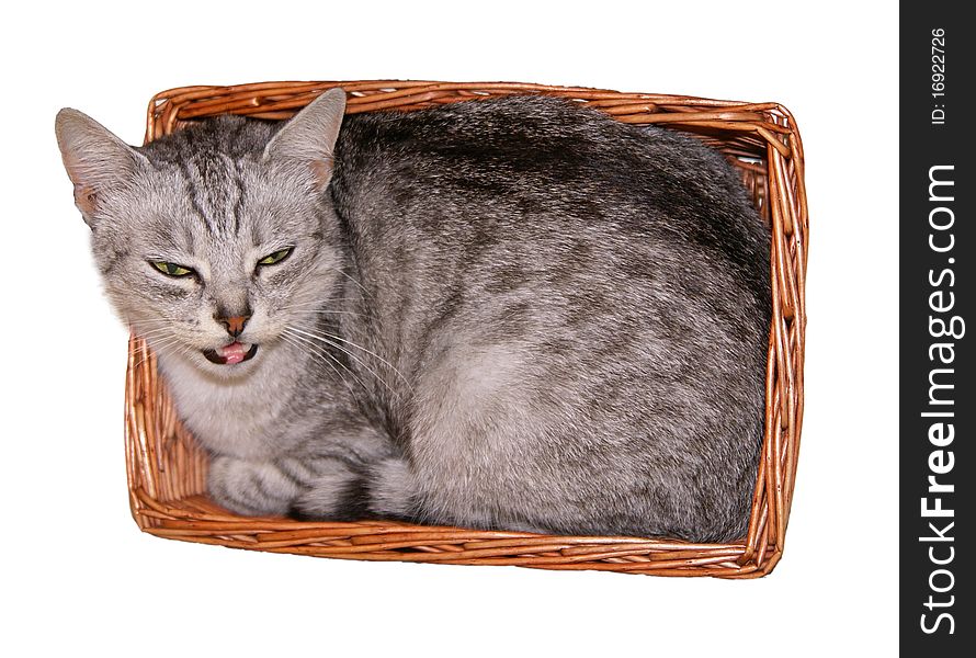 Meowing grey cat in a basket