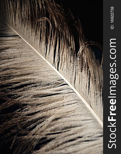 Ostrich feather isolated over black background