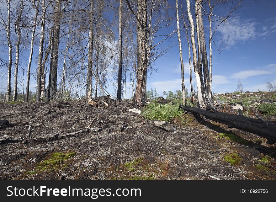 Dead trees after a forest fire. Many endangered spieces needs this kind of environment.