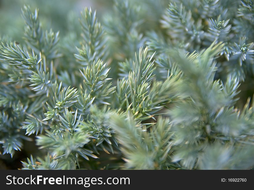 Detail of green coniferous branches