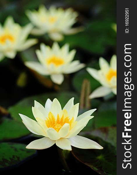 Beautiful blooming yellow water lily