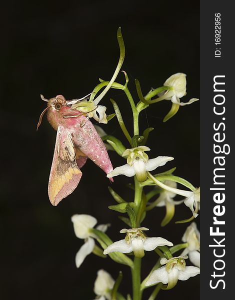 Small Elephant Hawk-moth (Deilephila porcellus) sitting on orchid.