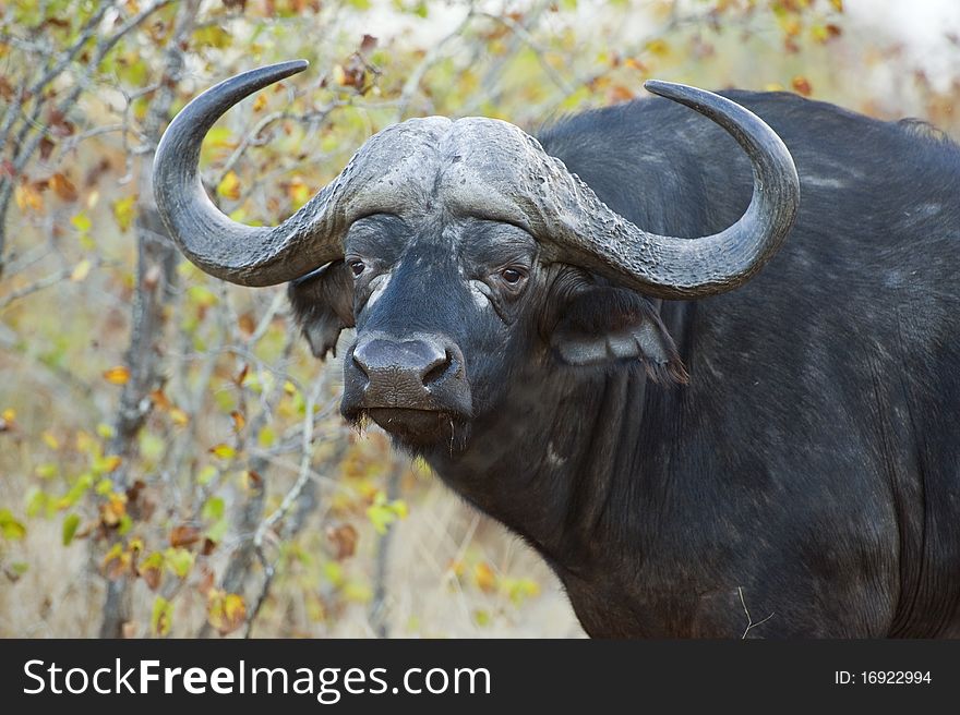 A dangerous Buffalo Bull in the African Bush. A dangerous Buffalo Bull in the African Bush