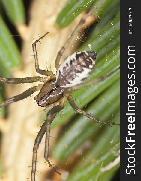 Small spider sitting on fir. Extreme close-up.