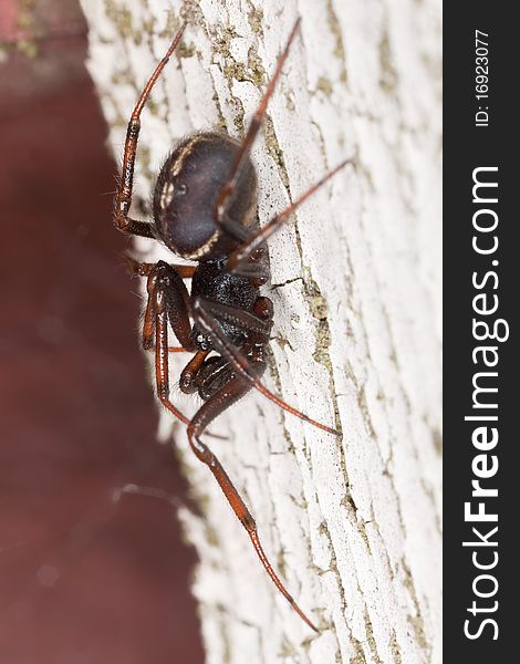 Hunting spider on wood. Extreme close-up.