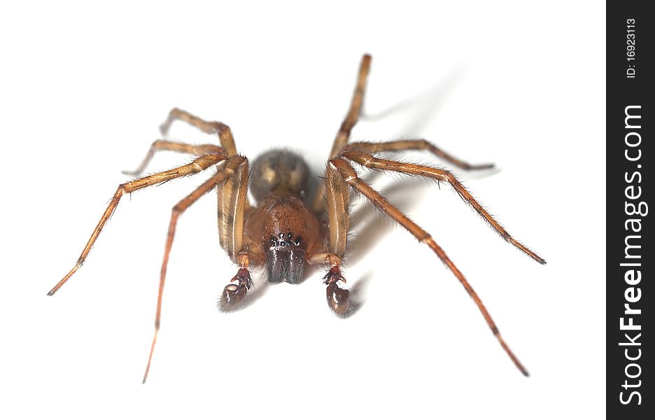 Web spider isolated on white background. Macro photo.