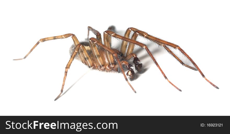 Web spider isolated on white background. Macro photo.