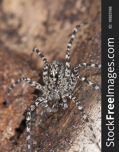 Wolf spider on wood. Macro photo.