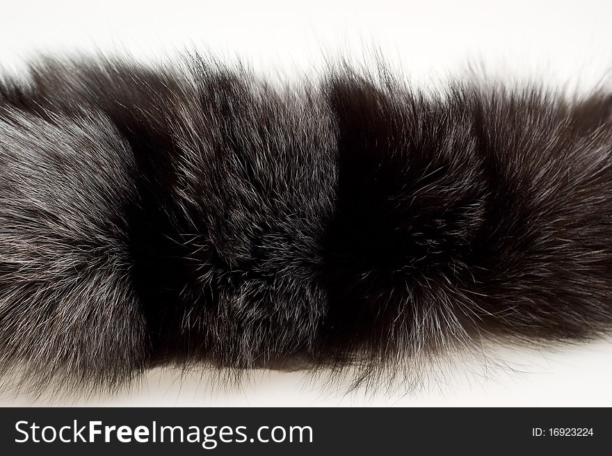 Female fur collar foxes on a white background