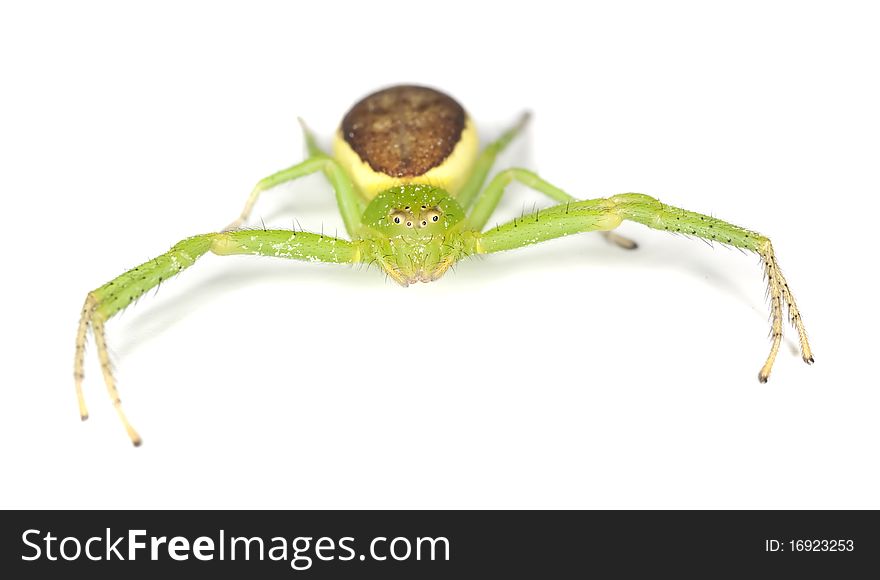 Crab spider (Diaera dorsata) isolated on white background.